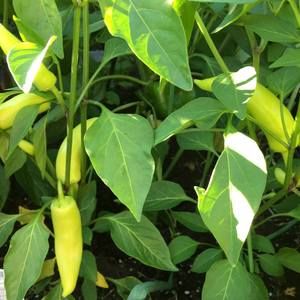 Meet your Posher, Ed